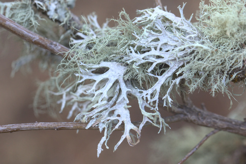iNaturalist observation photo of Oakmoss