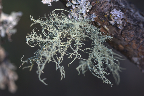 iNaturalist observation photo of beard lichens