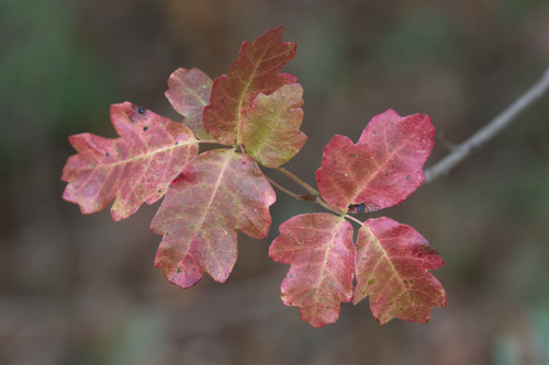iNaturalist observation photo of Pacific poison oak