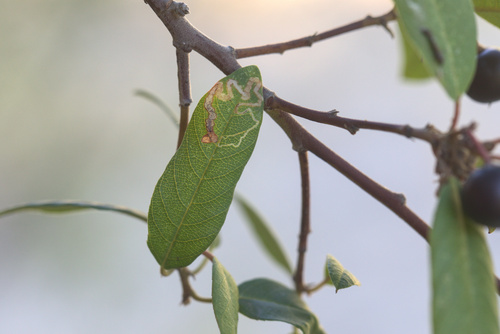 iNaturalist observation photo of Stigmella rhamnella group