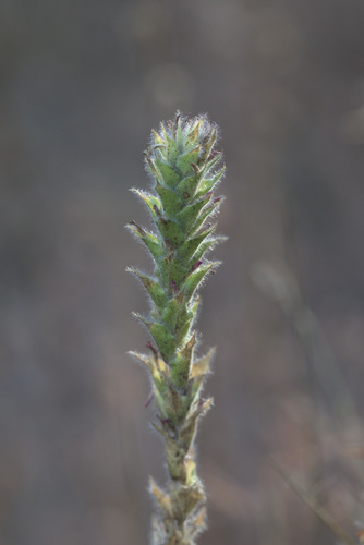 iNaturalist observation photo of denseflower willowherb