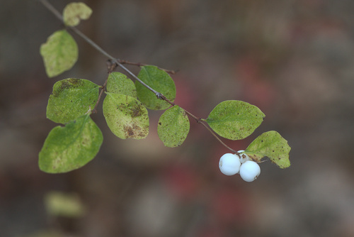 iNaturalist observation photo of snowberries