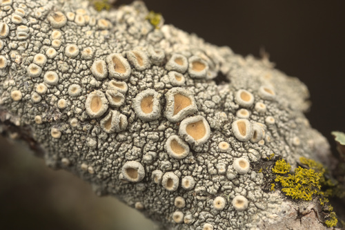 iNaturalist observation photo of Crabseye Lichens