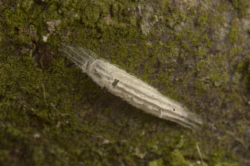 iNaturalist observation photo of Ribbed Cocoon-Making Moths