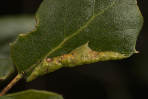 iNaturalist observation photo of Insects