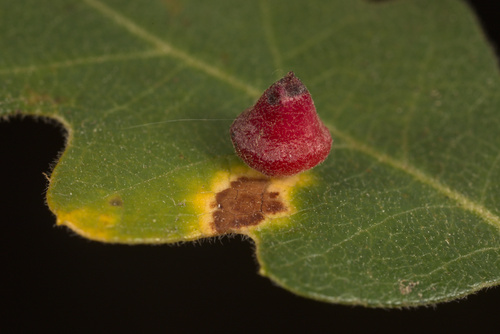 iNaturalist observation photo of Red Cone Gall Wasp