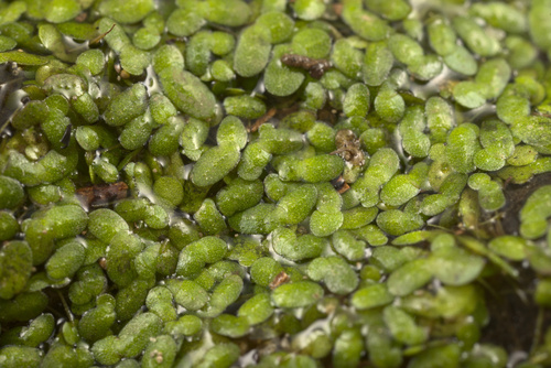 iNaturalist observation photo of Duckweeds