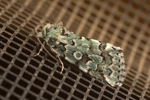 iNaturalist observation photo of Bryolymnia viridata
