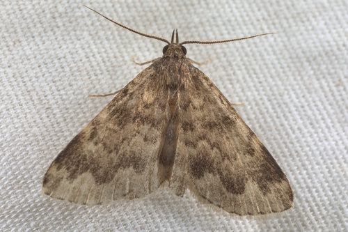 iNaturalist observation photo of Idia occidentalis