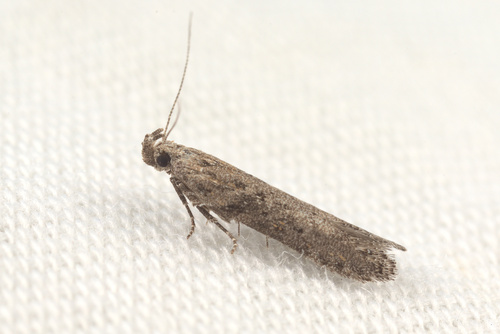 iNaturalist observation photo of Twirler Moths