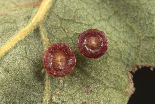 iNaturalist observation photo of Disc Gall Wasp
