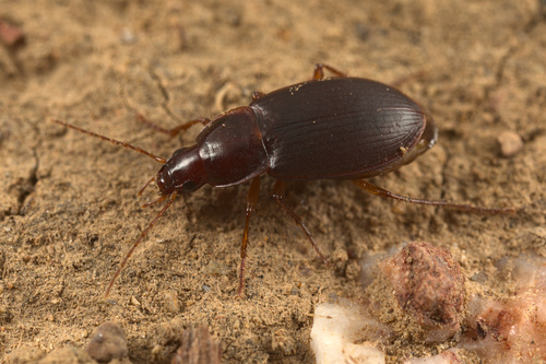 iNaturalist observation photo of Red-collared Harp Ground Beetle