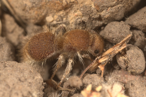 iNaturalist observation photo of Odontophotopsis