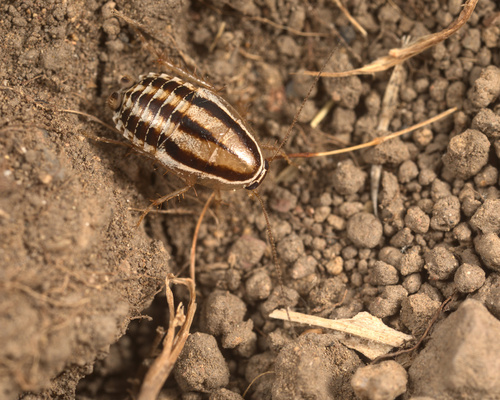 iNaturalist observation photo of Three-lined Cockroach