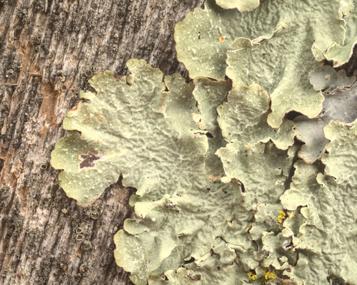 iNaturalist observation photo of Speckled Greenshield Lichens