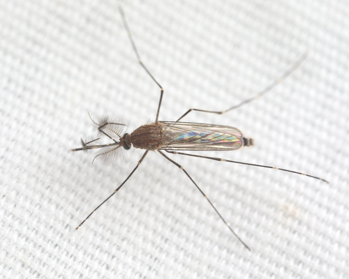 iNaturalist observation photo of Culex