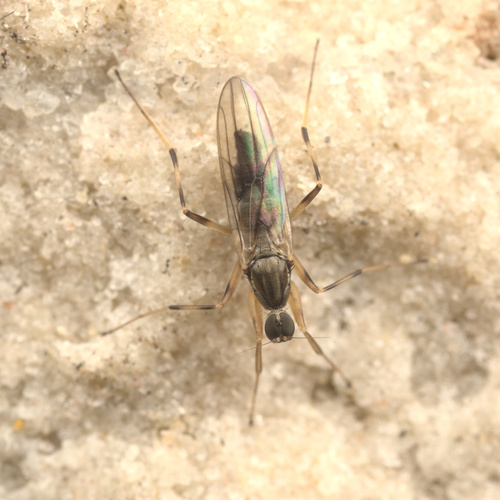 iNaturalist observation photo of Tachypeza inusta