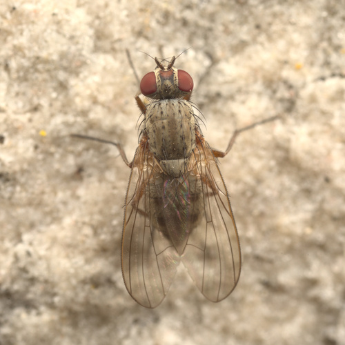 iNaturalist observation photo of House Flies and Allies