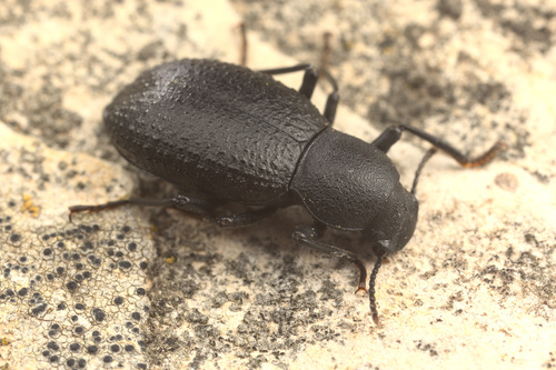 iNaturalist observation photo of Cibdelis