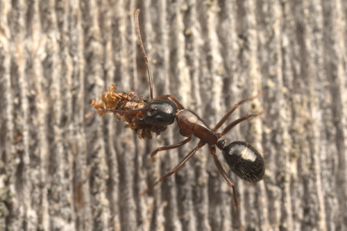 iNaturalist observation photo of Camponotus maritimus