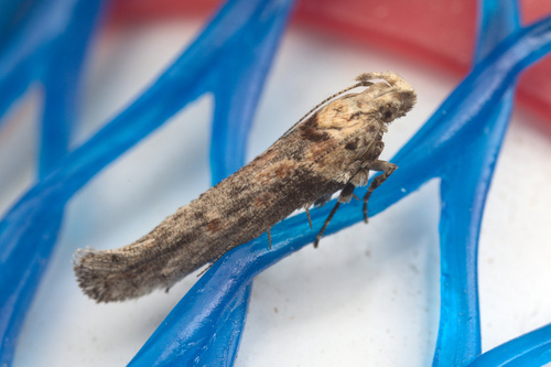 iNaturalist observation photo of Coyote Brush Stem Gall Moth