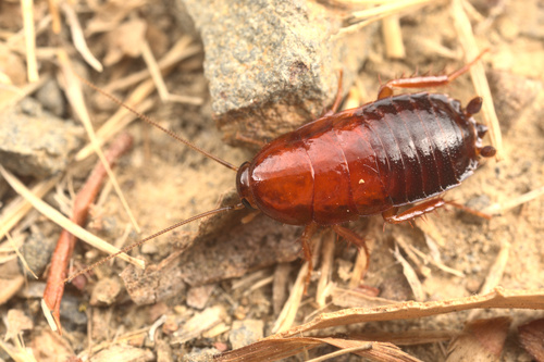 iNaturalist observation photo of Western Wood Cockroach