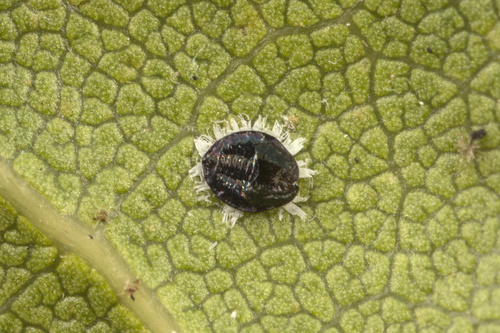 iNaturalist observation photo of Aleyrodinae