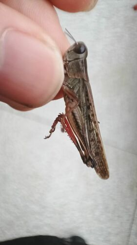 Shirakiacris shirakii