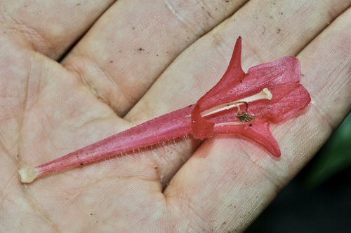 Columnea dressleri