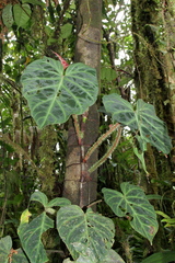 Philodendron verrucosum image