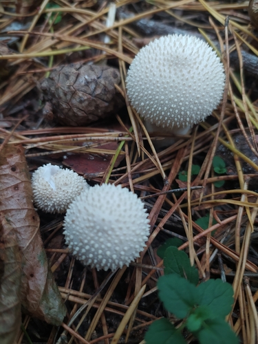 Karpotasis pumpotaukšlis