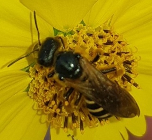 Halictus rufipes