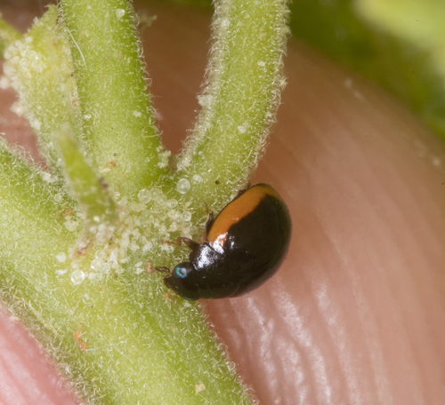Hyperaspis caseyi