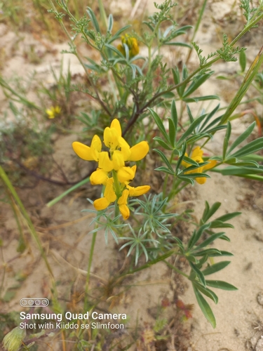European yellow lupine