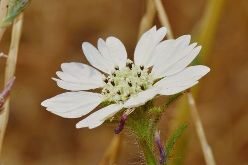 Hemizonia congesta ssp. calyculata