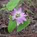 Passiflora urbaniana - Photo (c) James Telford, all rights reserved, uploaded by James Telford