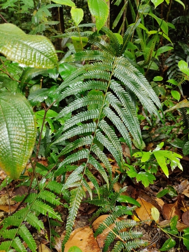 Mesophlebion