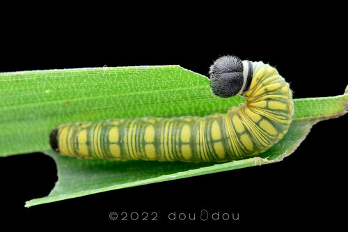 Thoressa submacula