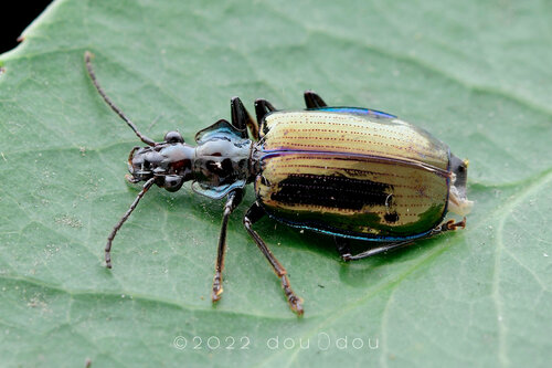 Physodera eschscholtzii