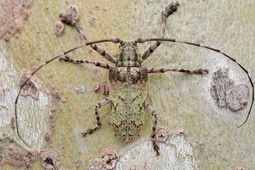 Moechotypa delicatula