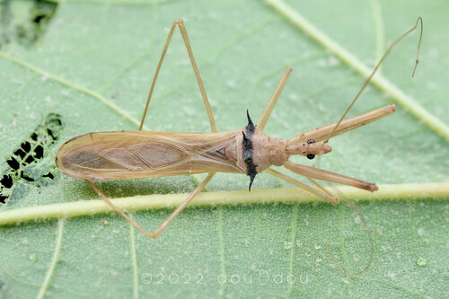Epidaus longispinus