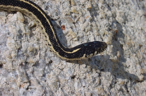 iNaturalist observation photo of Mountain Garter Snake