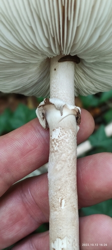 Slender Parasol
