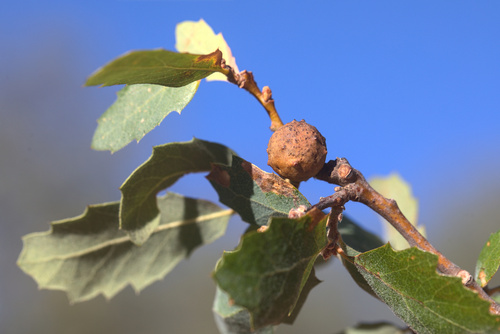 iNaturalist observation photo of Gall Wasps