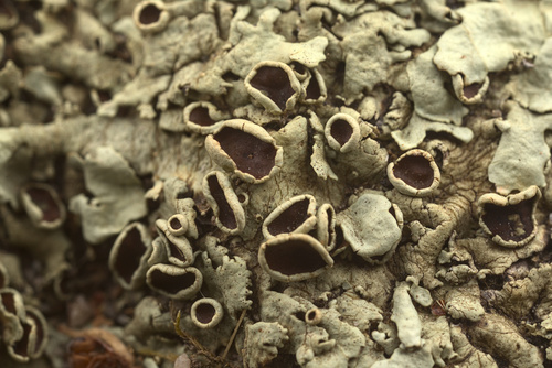 iNaturalist observation photo of rock shield lichens