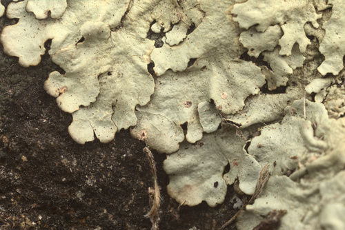 iNaturalist observation photo of Common Lichens