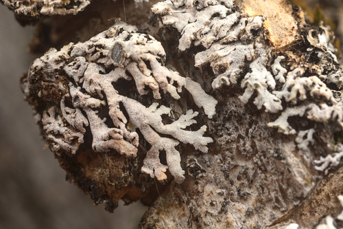 iNaturalist observation photo of rosette lichens, frost lichens, and allies
