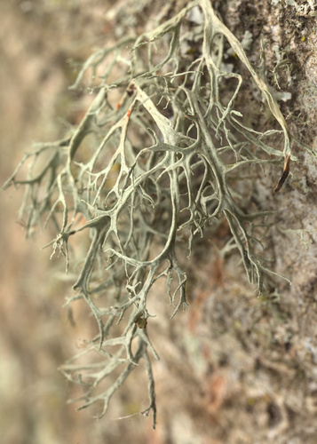 iNaturalist observation photo of bushy lichens