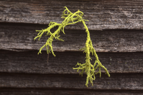 iNaturalist observation photo of Wolf Lichens