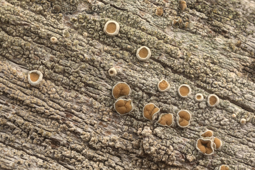 iNaturalist observation photo of Common Lichens